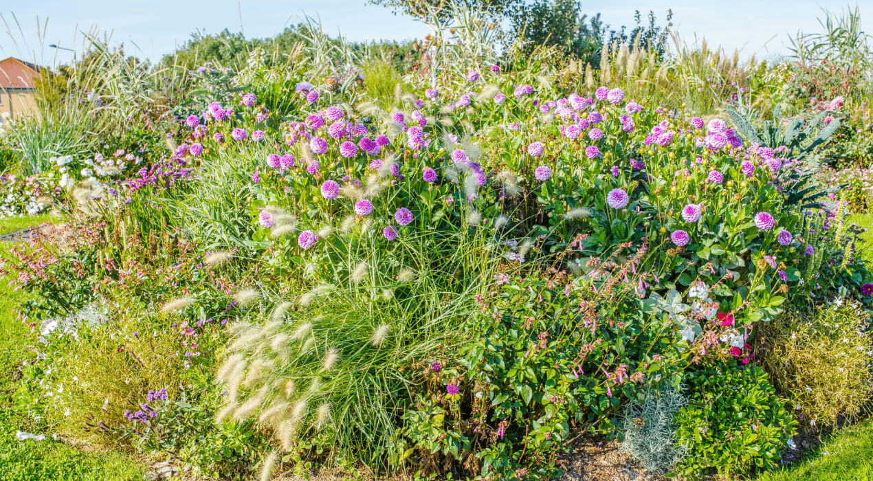 Purple flowers on a bush